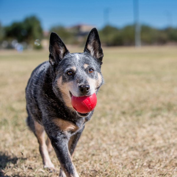 Kong Ball w/Hole - Imagen 2