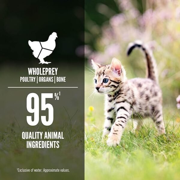 ORIJEN Chicken & Salmon Entree Kitten Wet Cat Food – Lata 85gr - Imagen 2
