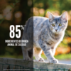 ORIJEN Original Cat - Imagen 2