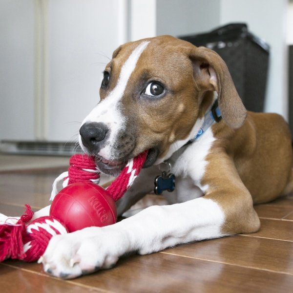 Kong Ball w/Rope - Imagen 2