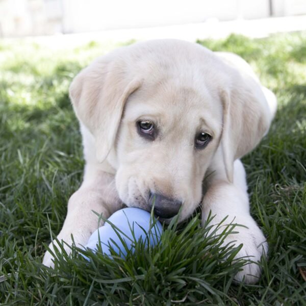 Kong Puppy - Imagen 2