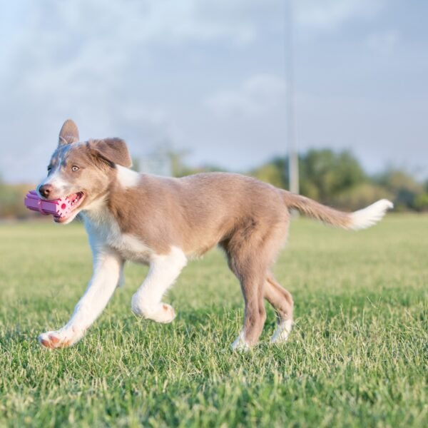 Kong Puppy Teething Stick - Imagen 2