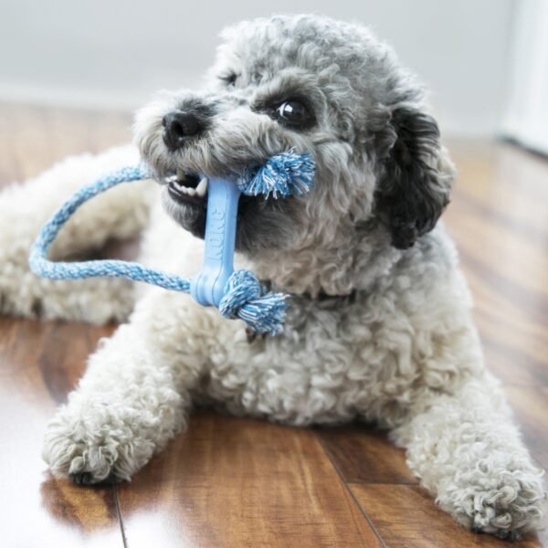 Kong Puppy Goodie Bone w/Rope - Imagen 2