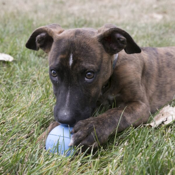 Kong Puppy Ball w/Hole - Imagen 2