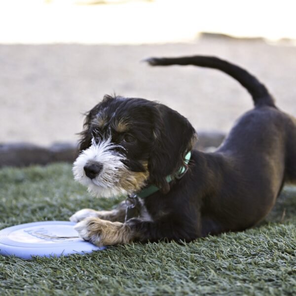 Kong Puppy Flyer - Imagen 2
