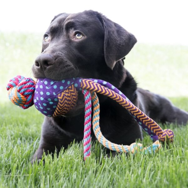 Kong Wubba Medley - Imagen 2