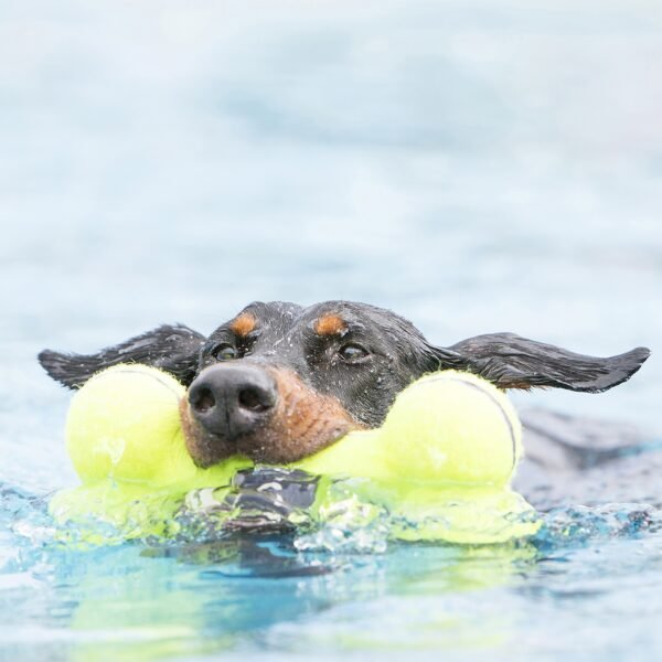 Kong AirDog Squeaker Bone - Imagen 2