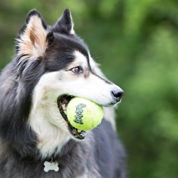 Kong Squeakair Ball - Imagen 2