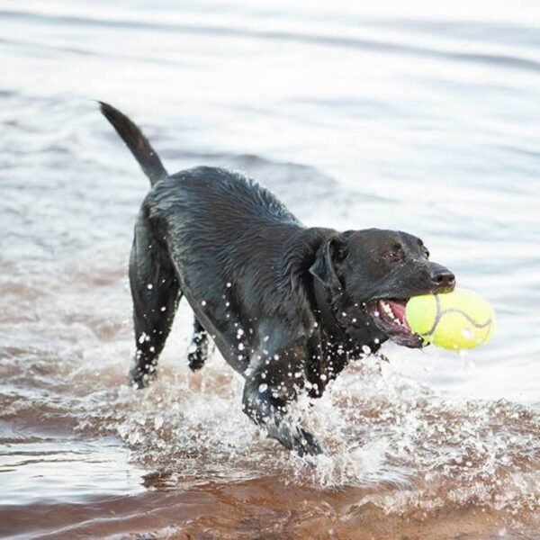 Kong AirDog Squeaker Football - Imagen 2