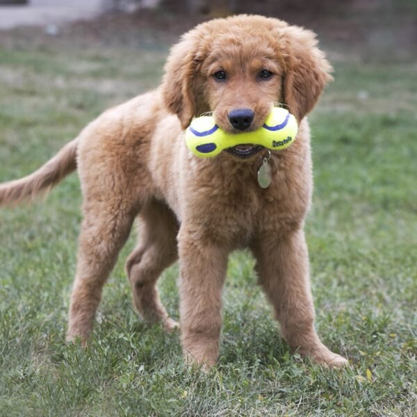 Kong AirDog Squeaker Dumbbell - Imagen 2
