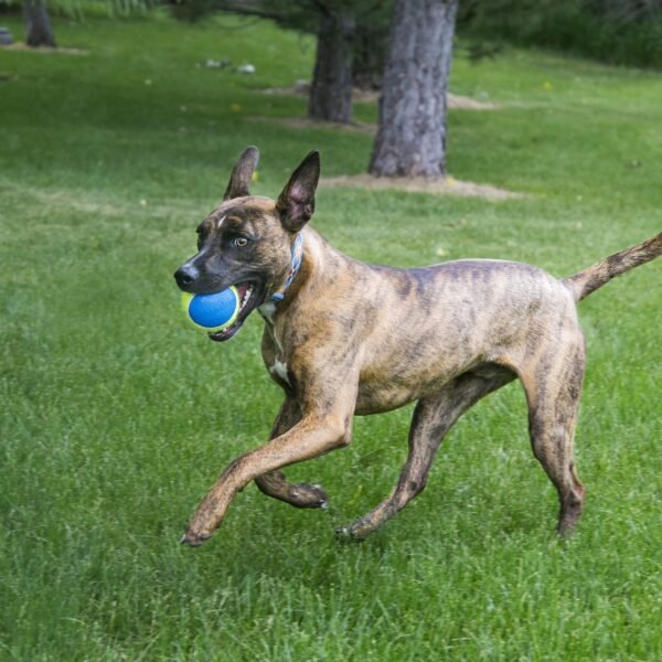 Kong Ultra Squeakair Ball - Imagen 2