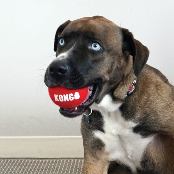 Kong Sport Balls - Imagen 2
