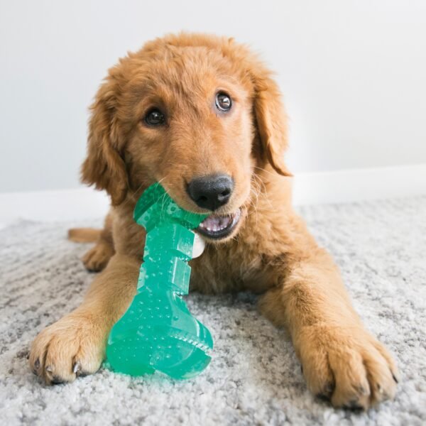 Kong Squeezz Dental Bone - Imagen 2