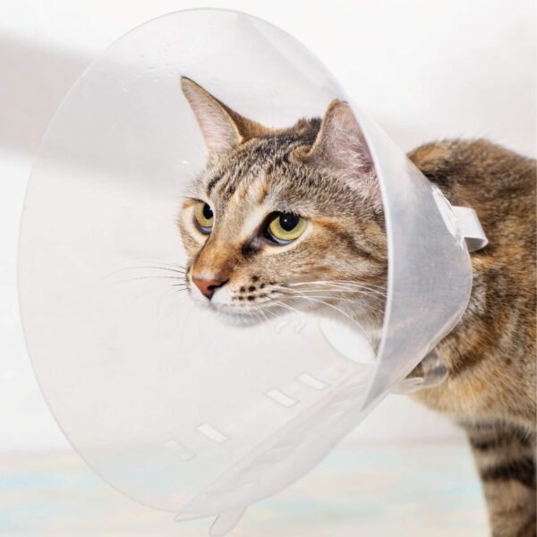 Comet Collar Isabelino para Perros y Gatos - Imagen 3