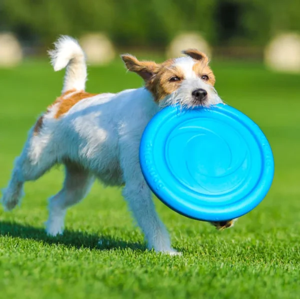 Pitch Dog – Flyer Disc - Imagen 2