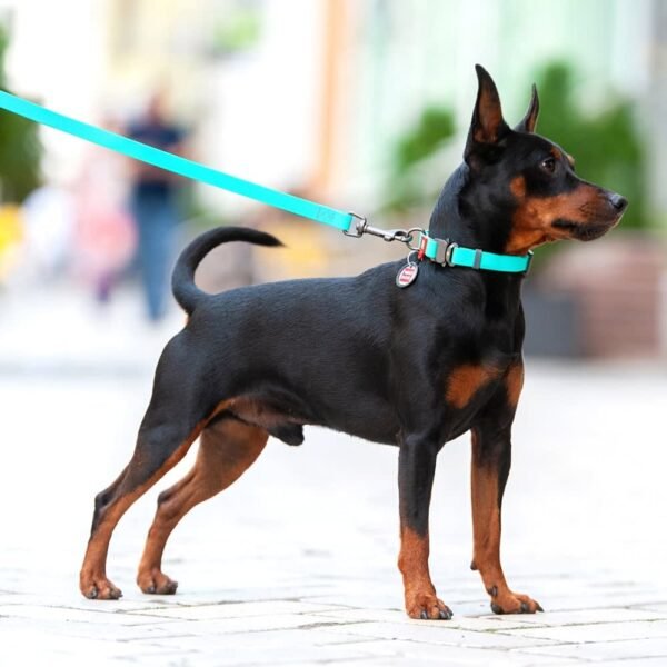 Waudog Collar Waterproof Mentol Brilla en la Oscuridad, Hebilla Fastex de Metal + Placa QR - Imagen 4