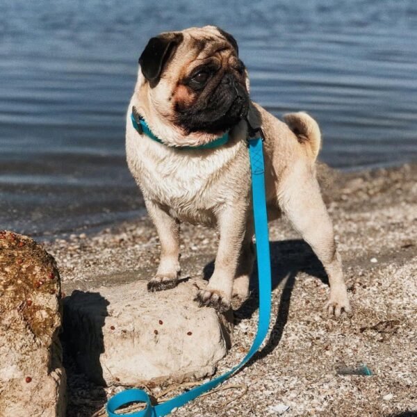 Waudog Correa Waterproof Azul - Imagen 2