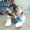 Petstages Juguete Masticable Bone Tugz Puppy Blue - Imagen 3