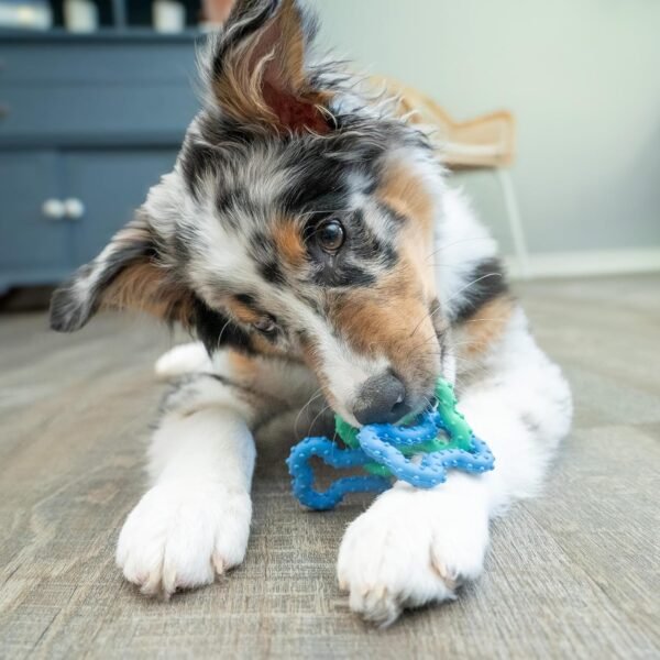 Petstages Juguete Masticable Bone Tugz Puppy Blue - Imagen 3