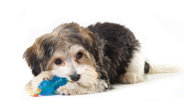 Petstages Juguete Masticable Orka Chew Pair Mini - Imagen 3
