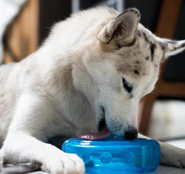 Petstages Juguete Masticable Orka Tire Blue - Imagen 3