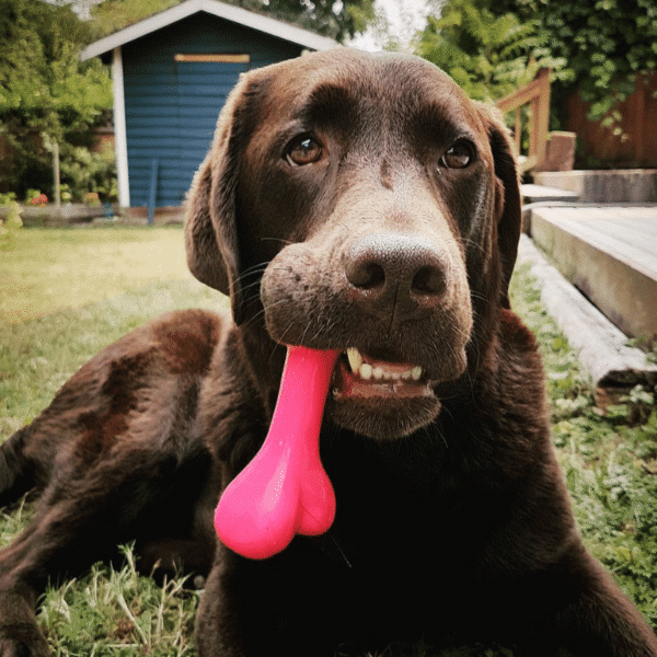 Planet Dog Juguete Masticable Orbee Tuff Bone - Imagen 3